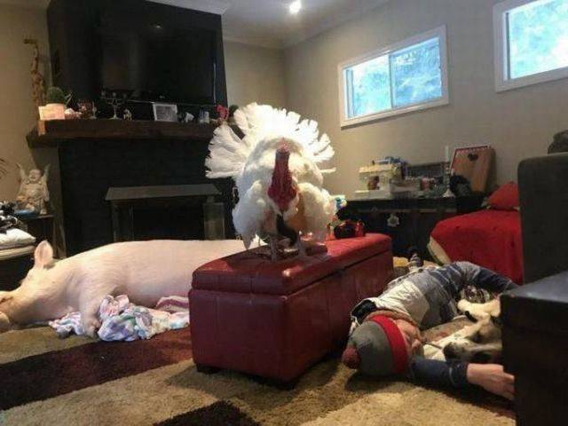 What Is Going On Here? (30 pics)