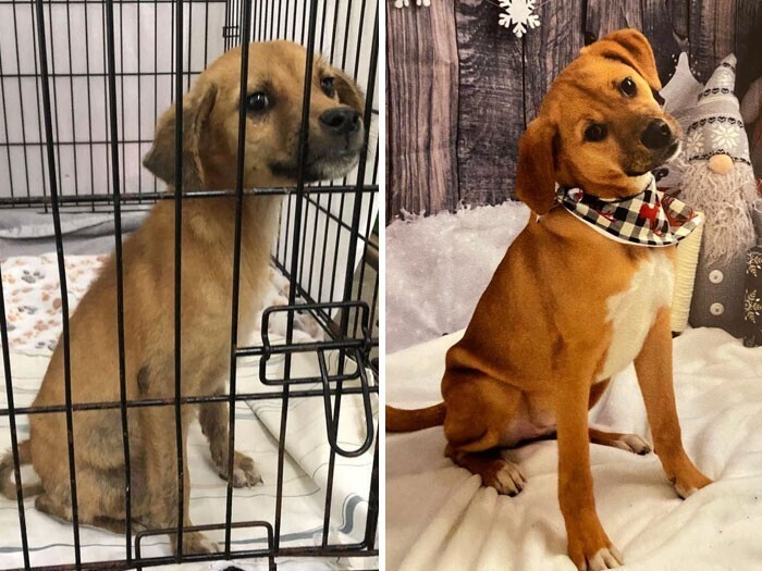 Dogs Before And After Adoption (27 pics)