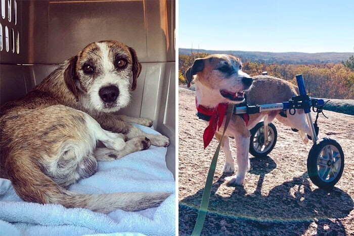 Dogs Before And After Adoption (27 pics)