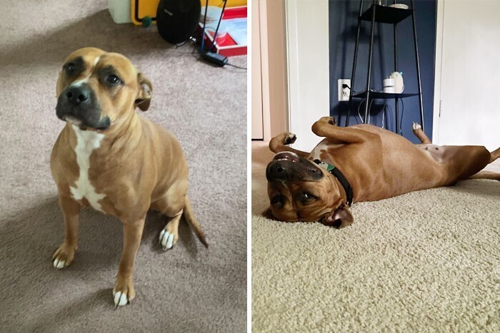 Dogs Before And After Adoption (27 pics)