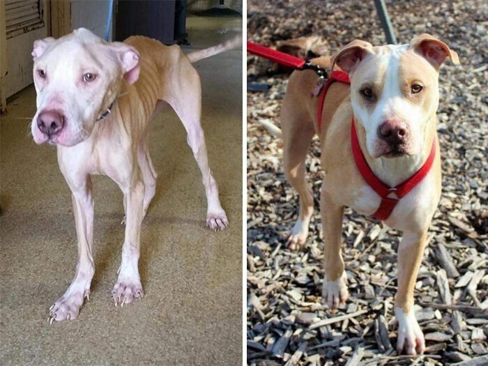 Dogs Before And After Adoption (27 pics)
