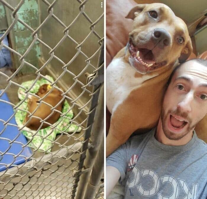 Dogs Before And After Adoption (27 pics)