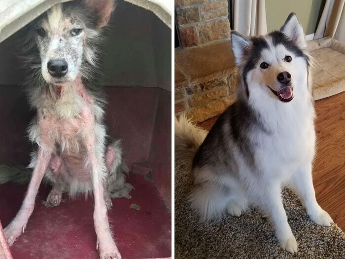 Dogs Before And After Adoption (27 pics)