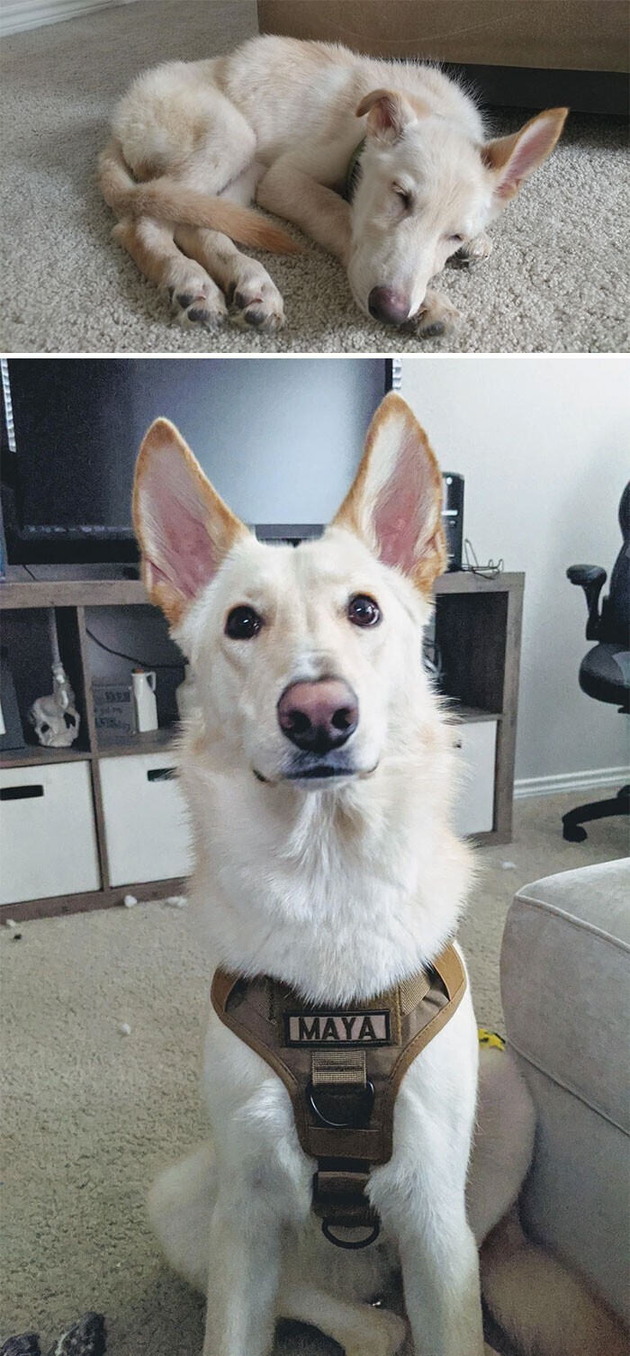 Dogs Before And After Adoption (27 pics)