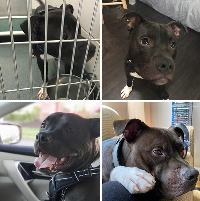 Dogs Before And After Adoption (27 pics)