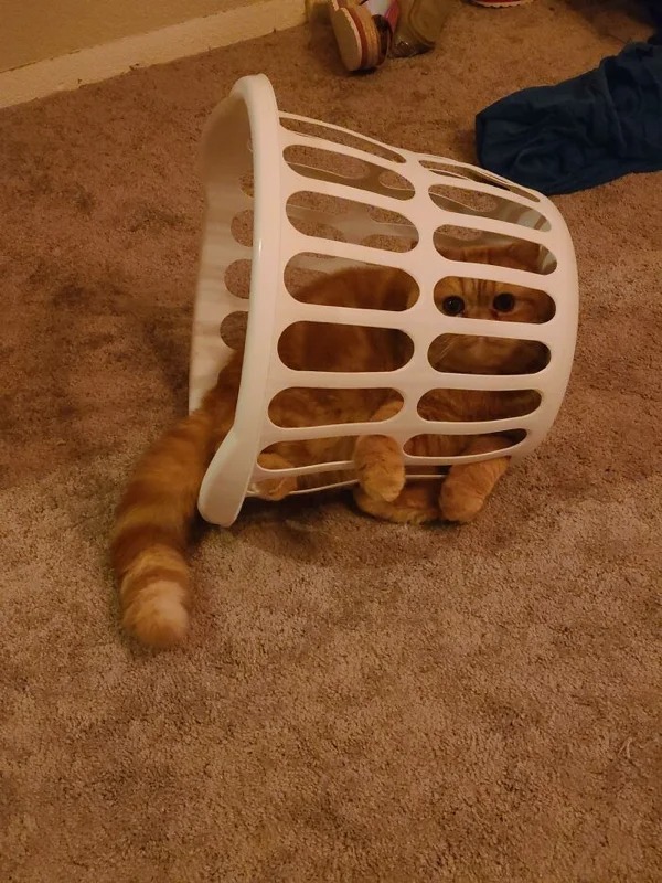 Traps For Cats (21 pics)