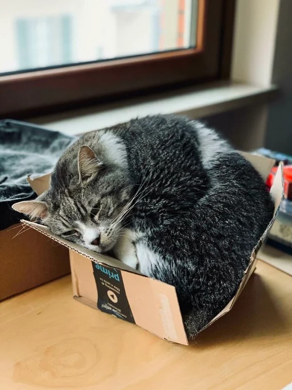 Traps For Cats (21 pics)