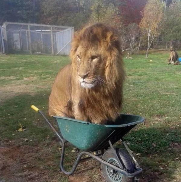 Traps For Cats (21 pics)