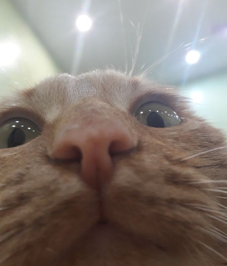 Funny Pets (20 pics)