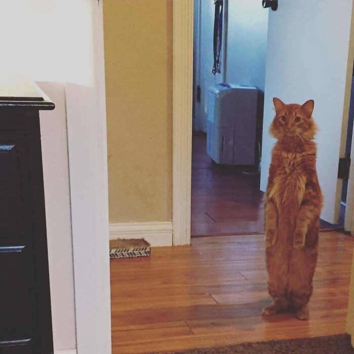 Funny Pets (20 pics)