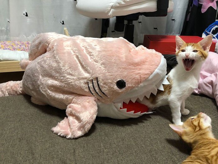 Funny Pets (20 pics)