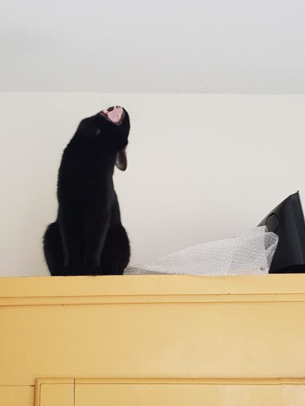 Funny Pets (20 pics)