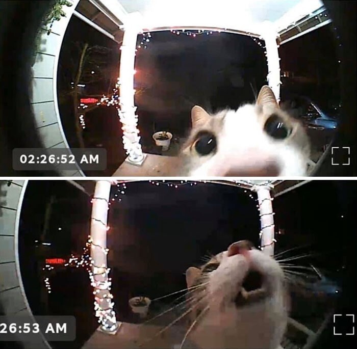 Funny Pets (20 pics)