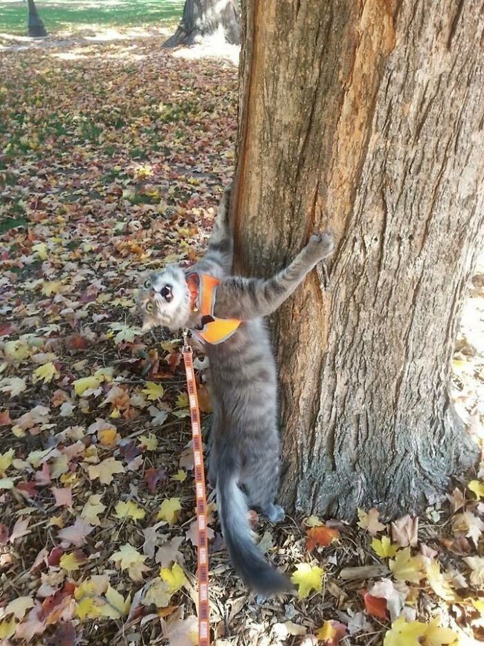Funny Pets (20 pics)