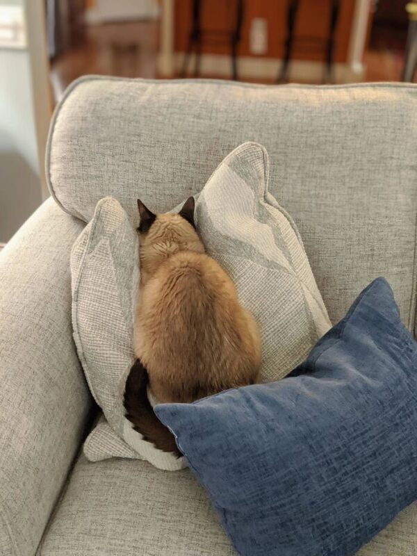 Funny Pets (20 pics)