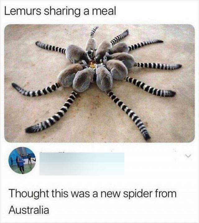 Animal Memes (27 pics)