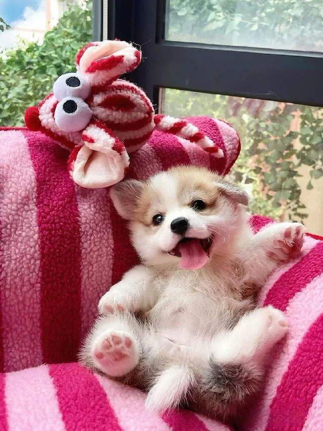 Cute Animals (30 pics)