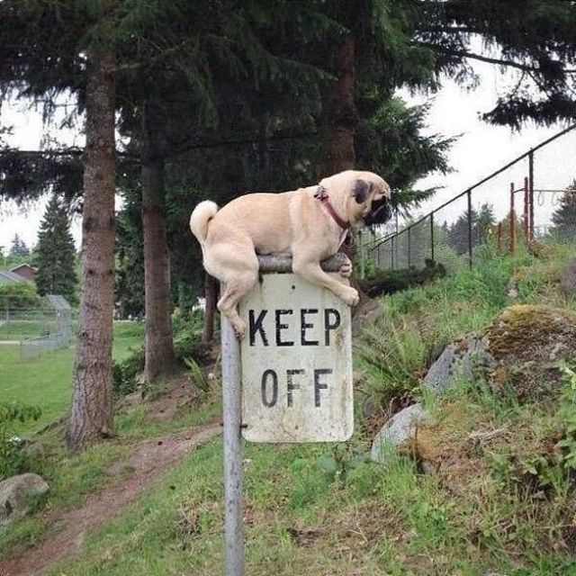 Cute And Funny Dogs (36 pics)