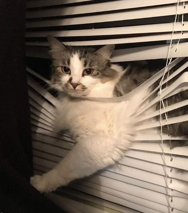 Funny Cats (32 pics)