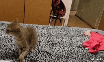 Acid GIFs, July 25 (25 gifs)