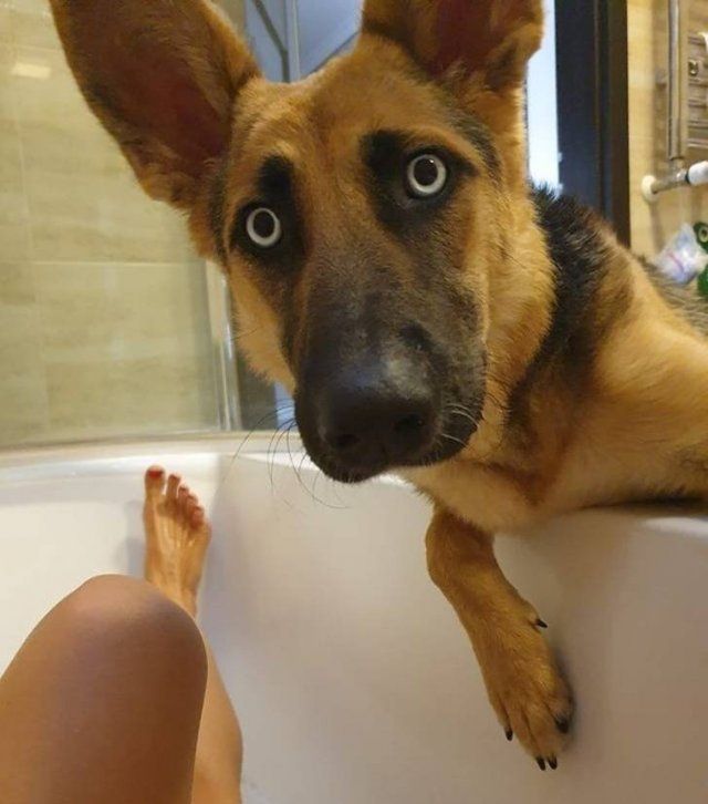 Cute And Funny Pets (20 pics)