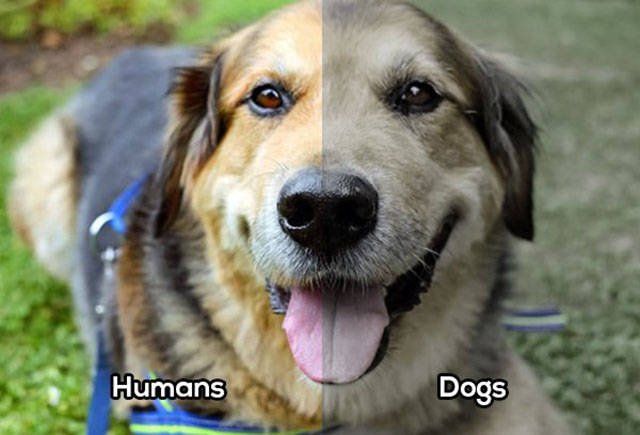 How Different Animals See The World (10 pics)