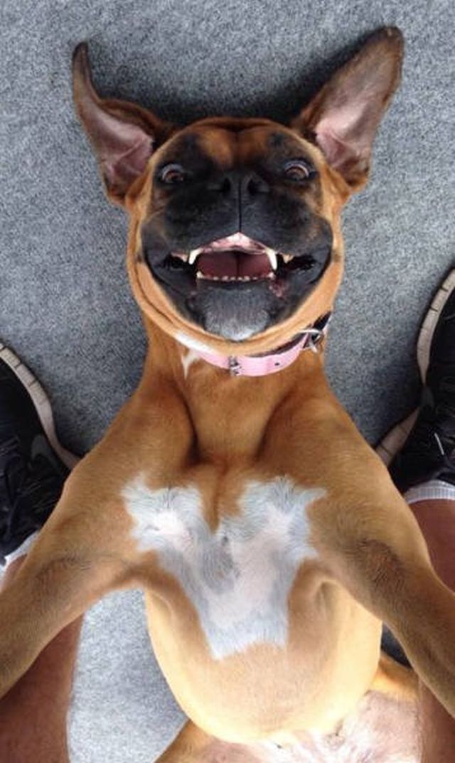 Funny Animals (48 pics)