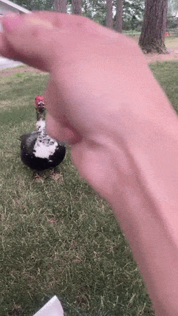 Acid GIFs, August 1 (25 gifs)