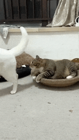 Acid GIFs, August 1 (25 gifs)