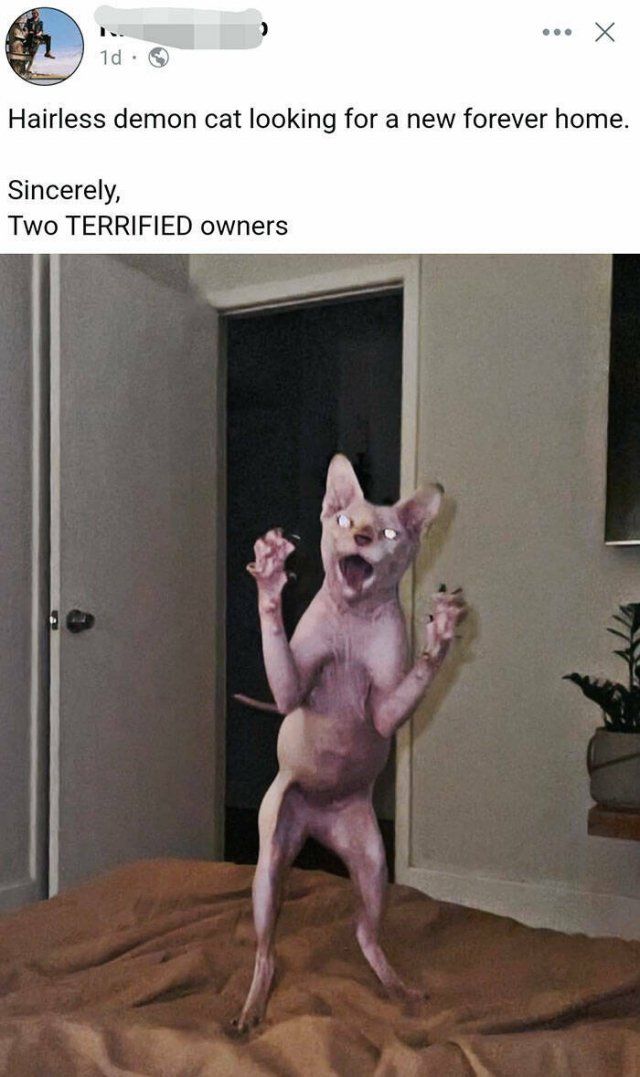 Owners Share Their Pets In Panic Mode (25 pics)