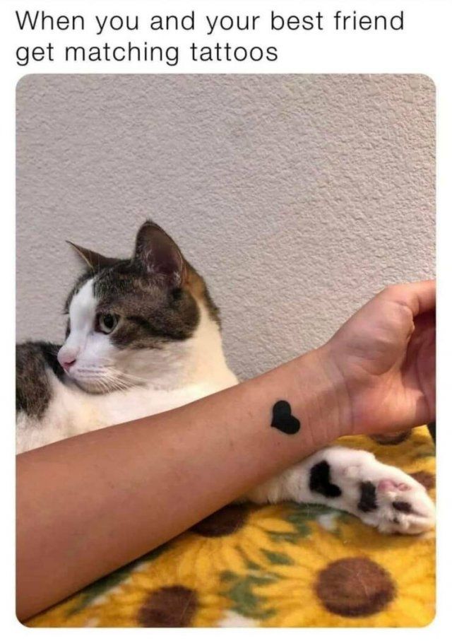 Memes With Cats (25 pics)