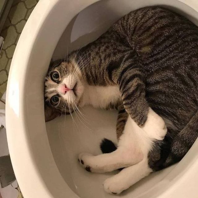 Cute And Funny Pets (55 pics)