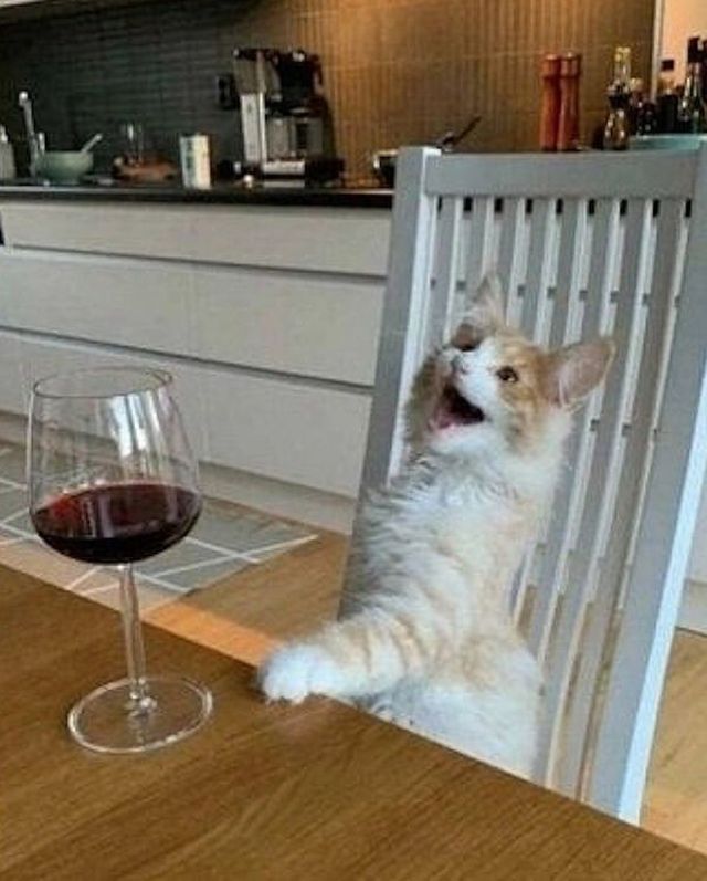 Funny Cats (28 pics)