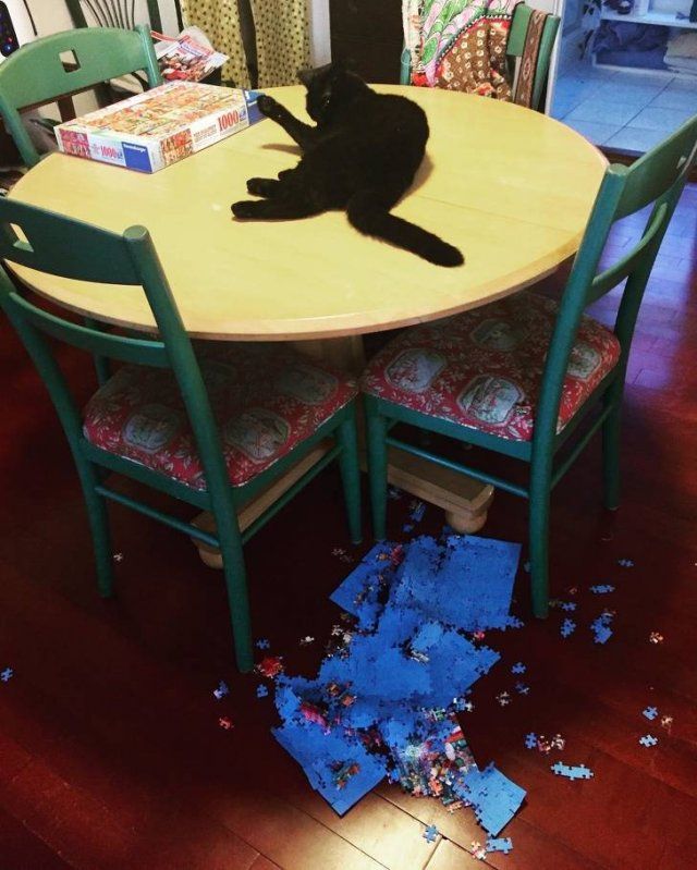 Very Brazen Pets (20 pics)