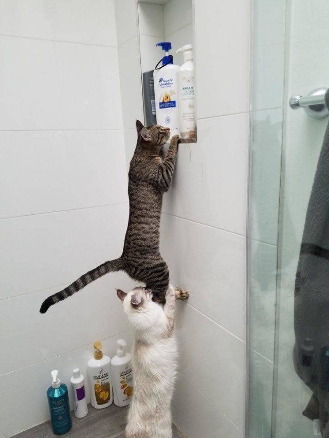Funny Animals (50 pics)