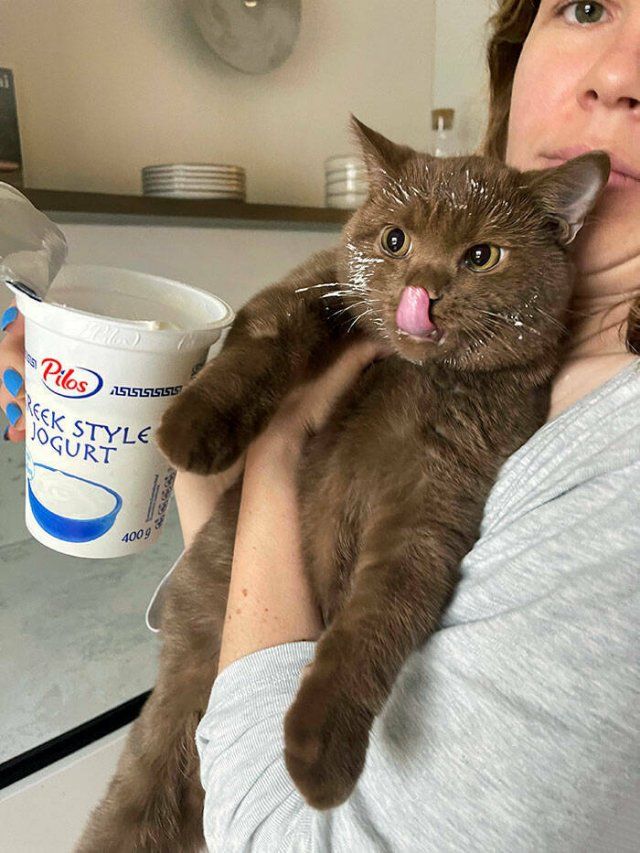 They Need Your Food (25 pics)