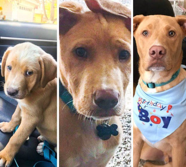 People Share Their Cute Pets (18 pics)