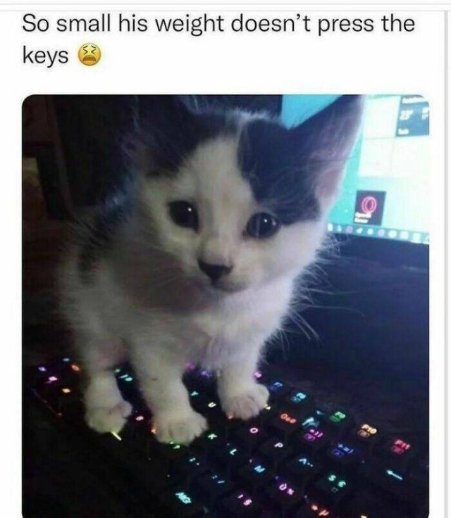 Memes With Cats (30 pics)