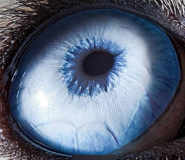 Incredible Eyes Of Different Animals (30 pics)