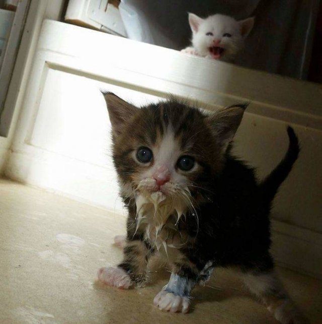 Funny Kittens Who Can't Eat Gently (38 pics)