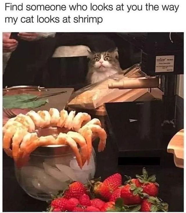 Cat Memes (30 pics)