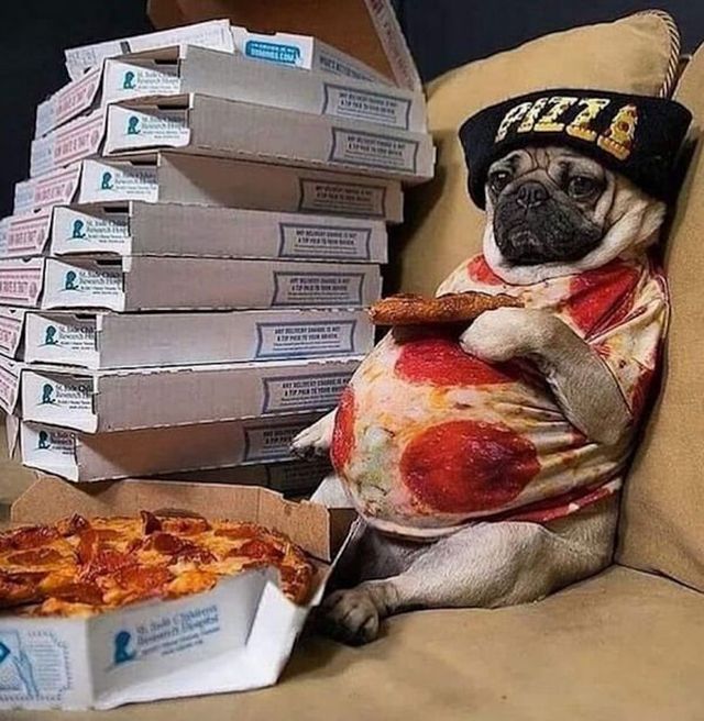 Funny Dogs (31 pics)