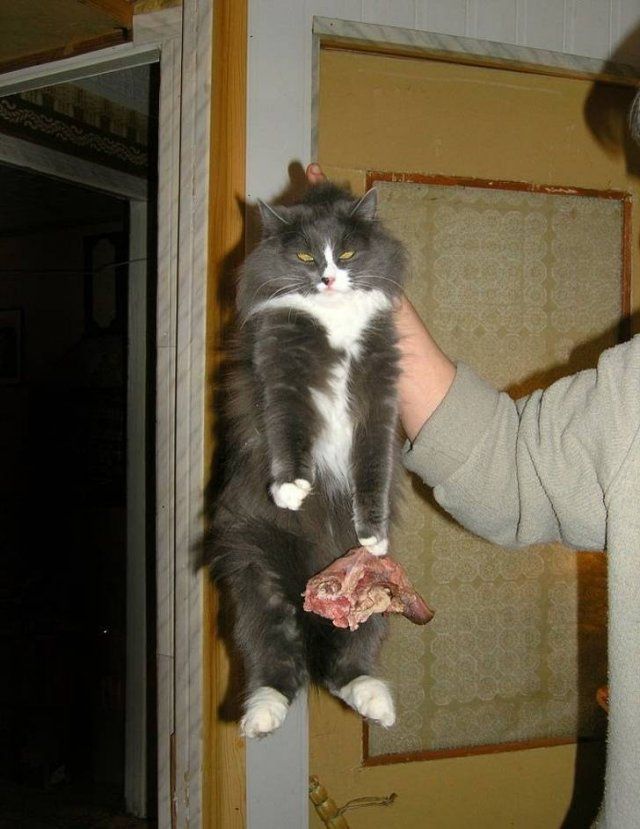 People Share Their Very Brazen Pets (15 pics)