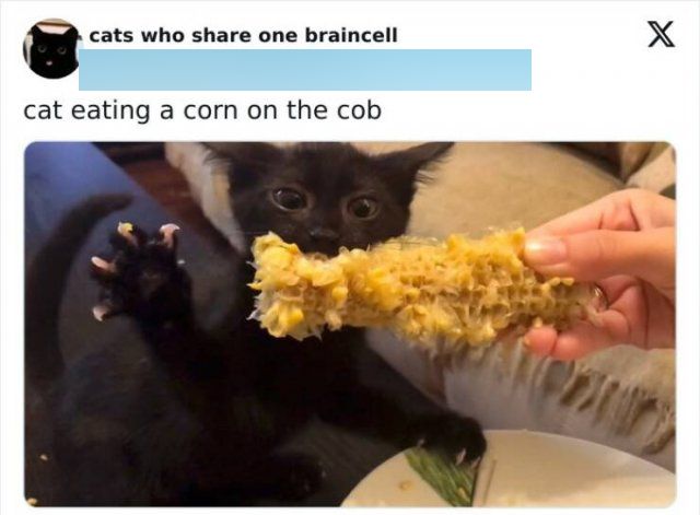 Cute And Funny Cats (20 pics)