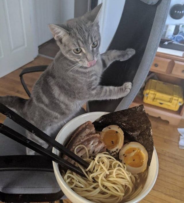 They Need Your Food (34 pics)