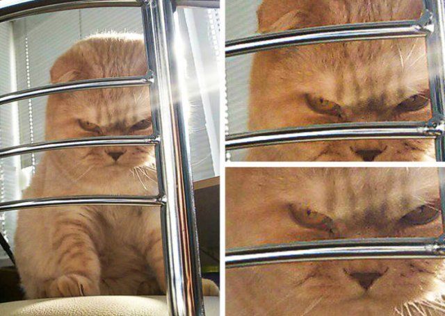 Cats That Went To The Dark Side (18 pics)
