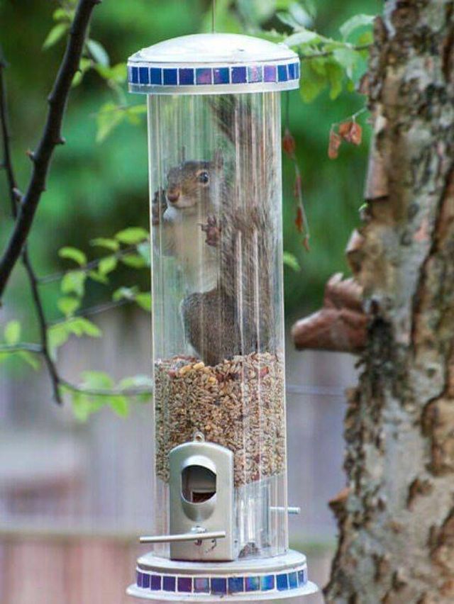 Funny Animals (42 pics)