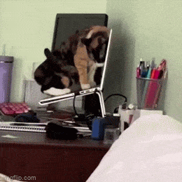 Acid GIFs, August 24 (25 gifs)