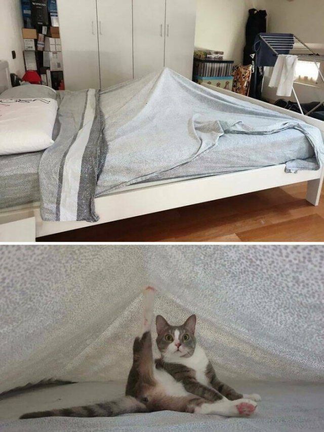 Funny Cats (25 pics)