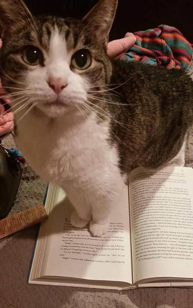 They Hate Books (22 pics)